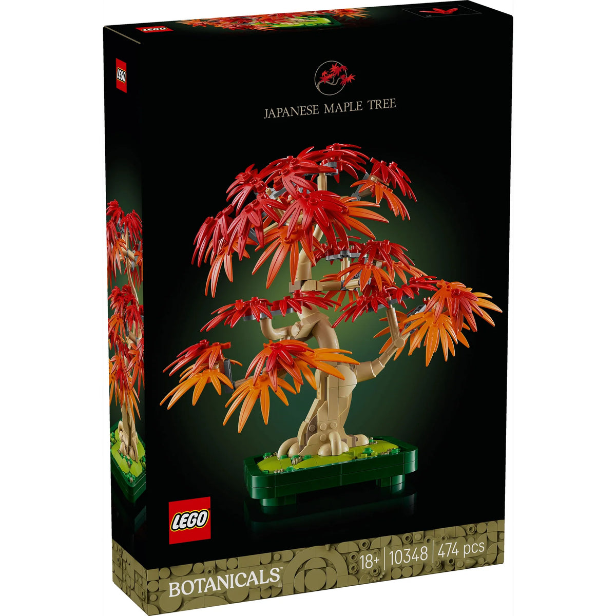 Botanicals: Japanese Red Maple Bonsai Tree